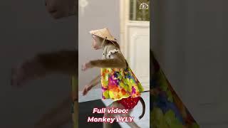 Monkey Lyly can't go out to play because... #shorts #youtubeshorts