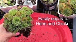 HOW TO Easily Propagate dividing separate Hens and Chicks Sempervivum EASY with MOODY BLOOMS