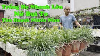 Cách Trồng Hẹ Nhanh Lớn, Nở Bụi To, Thu Hoạch Nhiều Năm