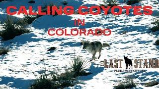 Calling Colorado Coyotes | The Last Stand S7:E8