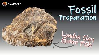 Fossil Preparation - Giant Brychaetus Fish Skull, London Clay, Eocene