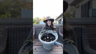 Planting Tulips in Pots  #tulips #containergardening