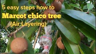 5 easy steps how to Marcot Chico tree or sapodilla tree. English Subtitle