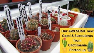 Our AWESOME new Cacti & Succulents from @Cactimania Potted up #cactus #cacti #succulents