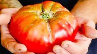 How To Grow Mouthwatering Tomatoes On The Homestead! Secrets Revealed! #gardening