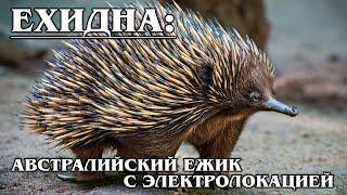 ECHIDNA: Australian spiny ball with electrolocation