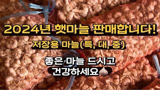 2024년도 햇 밭마늘 판매합니다 저장마늘 김장마늘