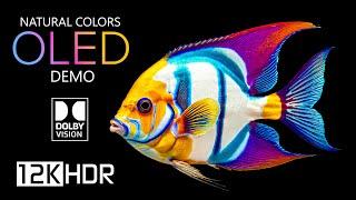 OLED Demo: Best of Dolby Vision HDR 12K 120 fps (12K Video)