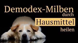 Demodex Milben beim Hund mit Hausmitteln behandeln - ohne Chemie