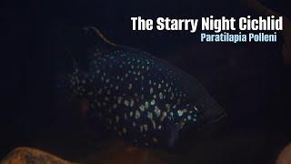 The Fish Dressed In Stars...Paratilapia Polleni