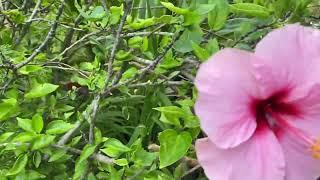 Planting Colorful Hibiscus In Southern California And Hibiscus Tea Health Benefits 