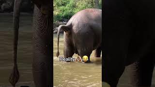 Thailand vs reality  #shorts #travel #thailand #thai #elephant #poop #funny #travelthailand