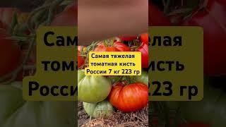 Самый урожайный куст 2023 года. Вес с куста 10 кг 285 гр. И самая большая кисть России -7 кг 228 гр.
