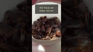  Kapi's Favorite Food – Dubia Roaches: Tasty Treats for Kapi the Meerkat!  #meerkat #roaches