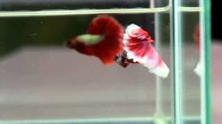 Betta Splendens : (0313-90) Salamander Dragon Singletail Male