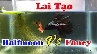 Thử Ghép Đôi Cá Betta HALFMOON Và FANCY - Kết Quả Bầy Con┃Đồng Quê Channel