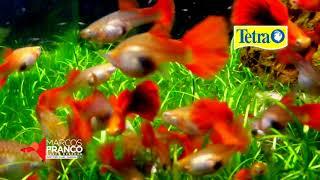 TUXEDO BLONDE RED   #guppy #lebiste #freshwater #lepiste