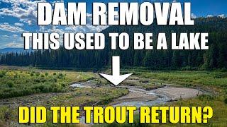 Fishing a Stream After Dam Removal: Did the Trout Return?