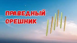 Праведный орешник #орешник