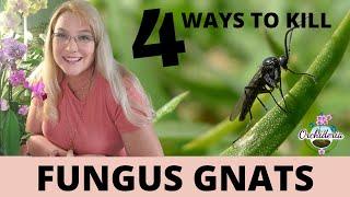 Burn, Baby, Burn!! Fungus Gnats on Orchids: 4 Methods that Worked