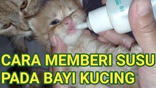 CARA MEMBERI SUSU PADA BAYI KUCING YANG BENAR