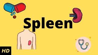 The Spleen (Human Anatomy): Picture, Definition, Function, and Related Conditions