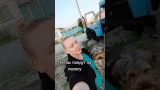 Пчеловод - сосед | Пчелы | Пасека #пчелы #пчелыначинающим #изгородавдеревню #деревня