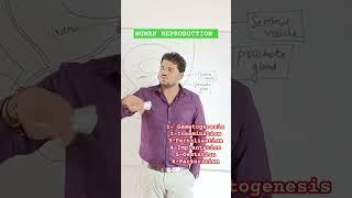 HUMAN REPRODUCTION IN ONE MINUTE #shorts #ytshorts #youtubeshorts #neet #biology #class12 #cbse