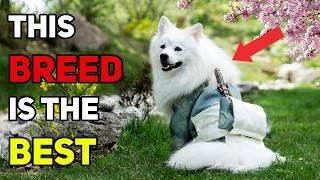 Top 10 Low-Maintenance Dog Breeds Perfect for Any Lifestyle