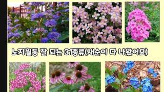 순둥순둥 노지월동 잘 되는 31종류(중부지방에서 직접 노지월동 된 아이들)