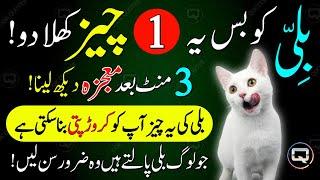 Billi Ko Ye 1 Cheez Khila Dena | Ghar Mein Rizq Dolat Pesa Sab Kuch Ayega | Mushkil Waqt Ka Wazifa