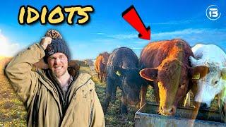 Why Do The Cattle Keep Doing This? | Escapees, Burge Pipe Winder,  Out-wintering.