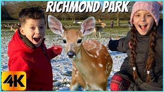 WILDLIFE of RICHMOND PARK |  DEER LIKE  AND - MIKE & MICHELE WORLD /4K