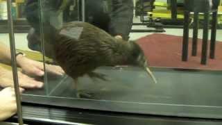 Kiwi on a Treadmill