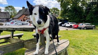 LUNA THE COLLIE DOG HEADS FOR ENGLAND