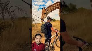 Man riding bike encounters a curios giraffe #viralvideo