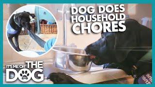 Assistance Dog Helps With Chores In The House | It's Me or The Dog