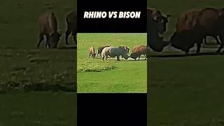 Rhino vs bison #trending #animals #wildlife #viralvideo #viralshort #youtubeshorts #youtube #rhino