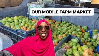 What it’s like GROWING and SELLING TOMATOES  in Hargeisa Somaliland 2024