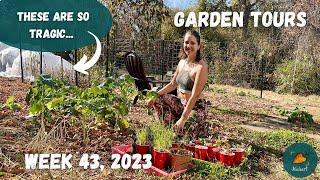 Post-freeze garden (and the harvest that made it inside) | Garden Tour WEEK 43, 2023