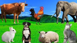 Lovely Animal Moments: Cow, Sheep, Dog, Cat, Chicken, Elephant - Animal Sounds