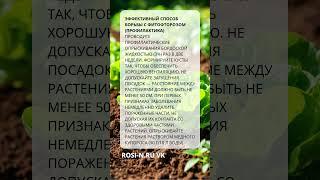 Эффективный способ борьбы с фитофторозом (профилактика)