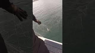 Ташморе! Уничтожаем браконьерскую сеть.