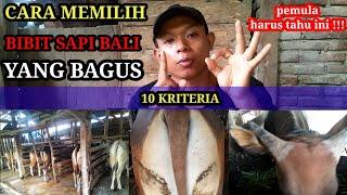 cara memilih bibit sapi bali yang bagus | 10 kriterianya