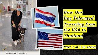 Importing dog to Thailand from USA - traveling with dog to Thailand - part 3 in the series