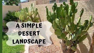 A Simple Desert Landscape Garden (Cactus planted in ground)