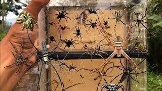 Hunt a thousand spiders‼️catch orb eeaver spiders, jump spiders, longlegh spiders, diving spiders