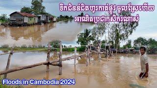 Floods in Cambodia 2024-ទឹកជំនន់មកតាមព្រែក ជិតហូរលិចស្រែស្រូវប្រជាកសិករហើយ នៅឃុំចំណោម និងឃុំរហាត់ទឹក