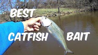 Loading Up On The BEST Catfish Bait | How To Catch Skipjack Herring