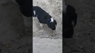 Dogs video#shorts #shortvideo #video #viral #villagelife #dogs #villagedogs